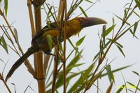 Saffron Toucanet - Baillonius bailloni