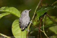 Plain-throated Antwren - Myrmotherula hauxwelli