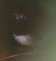 Ferruginous-backed Antbird - Myrmeciza ferruginea