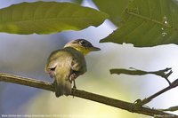 Shrike-like Cotinga - Laniisoma elegans