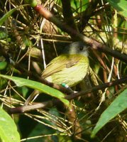 Streak-necked Flycatcher - Mionectes striaticollis