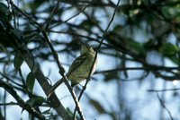 Restinga Tyrannulet - Phylloscartes kronei