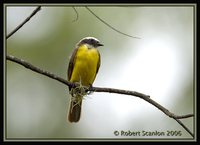 Rusty-margined Flycatcher - Myiozetetes cayanensis