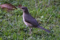 African Thrush - Turdus pelios