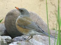 Rufous-backed Robin - Turdus rufopalliatus