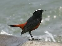 White-capped Redstart - Chaimarrornis leucocephalus