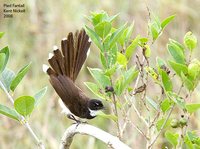 Pied Fantail - Rhipidura javanica