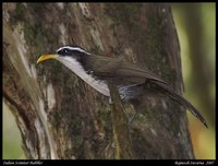 Indian Scimitar-Babbler - Pomatorhinus horsfieldii