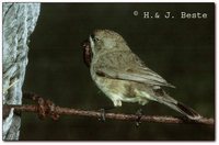 Southern Whiteface - Aphelocephala leucopsis