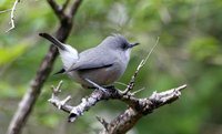 Mascarene White-eye - Zosterops borbonicus