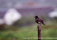 African Pied Starling - Spreo bicolor