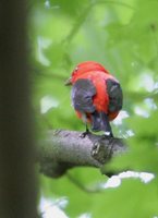 Scarlet Tanager - Piranga olivacea