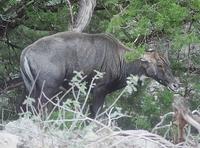 Nilgai