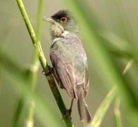 Menetries's Warbler