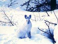 Snowshoe Hare (Lepus americanus)