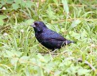 Blue Back Grassquit