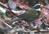 Orange-billed Sparrow