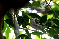 Large-billed  antwren   -   Herpsilochmus  longirostris   -