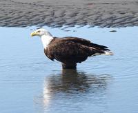 Bald Eagle in Water