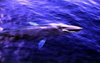 긴수염고래 두번째로 큰 고래