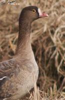 Anser erythropus, 흰이마기러기 - Lesser White-fronted Goose