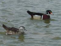 PAIR OF CAROLINA DUCKS