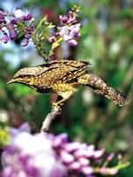 개미잡이    |  wryneck   Jynx torquilla chinensis