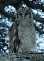 Verreaux's Eagle-Owl p.202