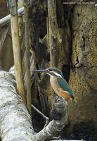 Common-Kingfisher