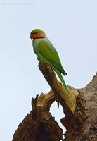 Long-tailed-Parakeet