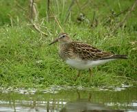 Pectoral Sandpiper (Calidris melanotos)