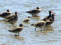 Bar-tailed Godwit