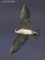 Whiskered Tern Chlidonias hybridus