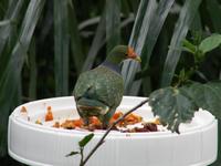 Orange-fronted Fruit Dove