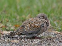 Turtle Dove (Streptopelia turtur)