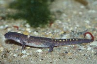 : Ambystoma maculatum; Spotted Salamander