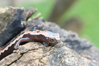 : Bolitoglossa mexicana