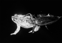 : Bufo granulosus