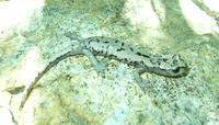 : Hydromantes platycephalus; Mount Lyell Salamander