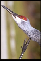 : Grus canadensis; Sandhill Crane