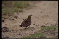 : Pterocles decoratus; Black-faced Sandgrouse