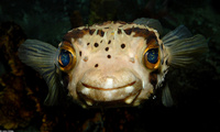 : Diodon holocanthus; Balloonfish