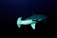 : Sphyrna lewini; Scalloped Hammerhead Shark