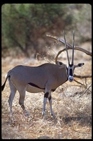: Oryx gazella ssp. beisa; Beisa Oryx