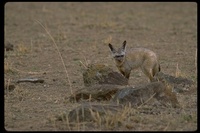 : Otocycon megalotis; Bat-eared Fox