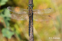 : Somatochlora flavomaculata; Yellow-spotted Dragonfly