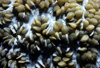 : Physogyra lichtensteini; Bubble Coral
