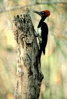 White-bellied woodpecker