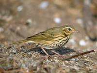 힝둥새 Anthus hodgsoni | Indian tree pipit