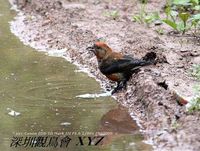 Loxia curvirostra Red Crossbill 紅交嘴雀 121-086